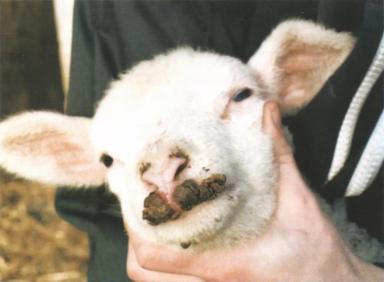 Дюдэ – Овцеводство. Гл. 18. Здоровье стада. Часть 1