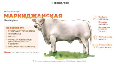 Маркиджанская порода коров
