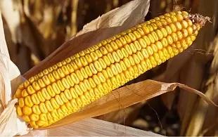 Ладожский 221 АМВ гибрид кукурузы