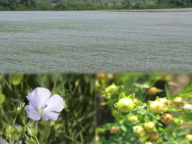 Бирюза сорт льна масличного