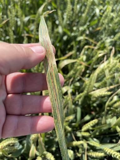 Агромониторинг