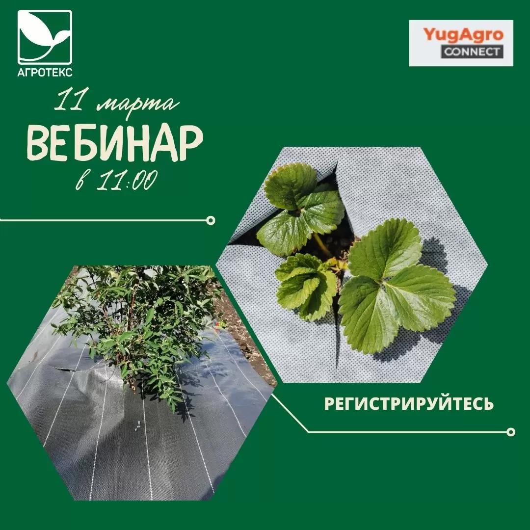 Как мульчировать, когда и чем укрывать ягодные культуры?
