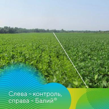 Фунгициды на сое