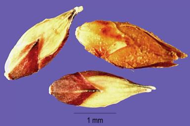 Просо волосовидное / раздвоенное