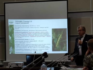 Тренди горох