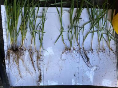 Жидкие Микро Удобрения в хелатной форме