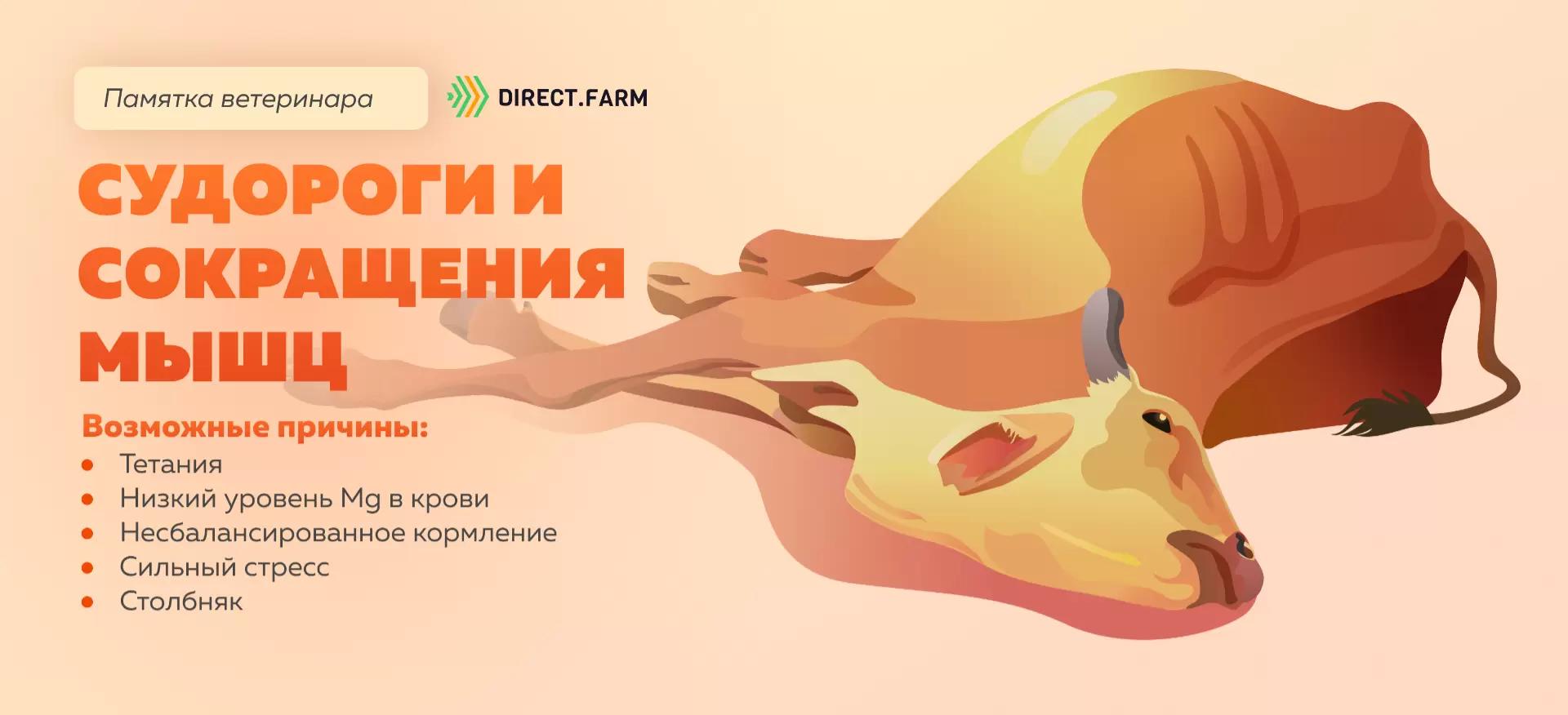Памятка ветеринара: судороги и сокращения мышц у коров