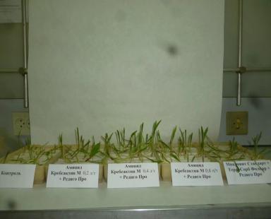 Лабораторные испытания препарата «Амицид Кребсактив М» при протравке семян