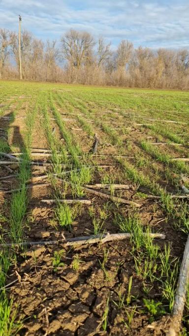 Гром🌾 после евролайтинга🌻