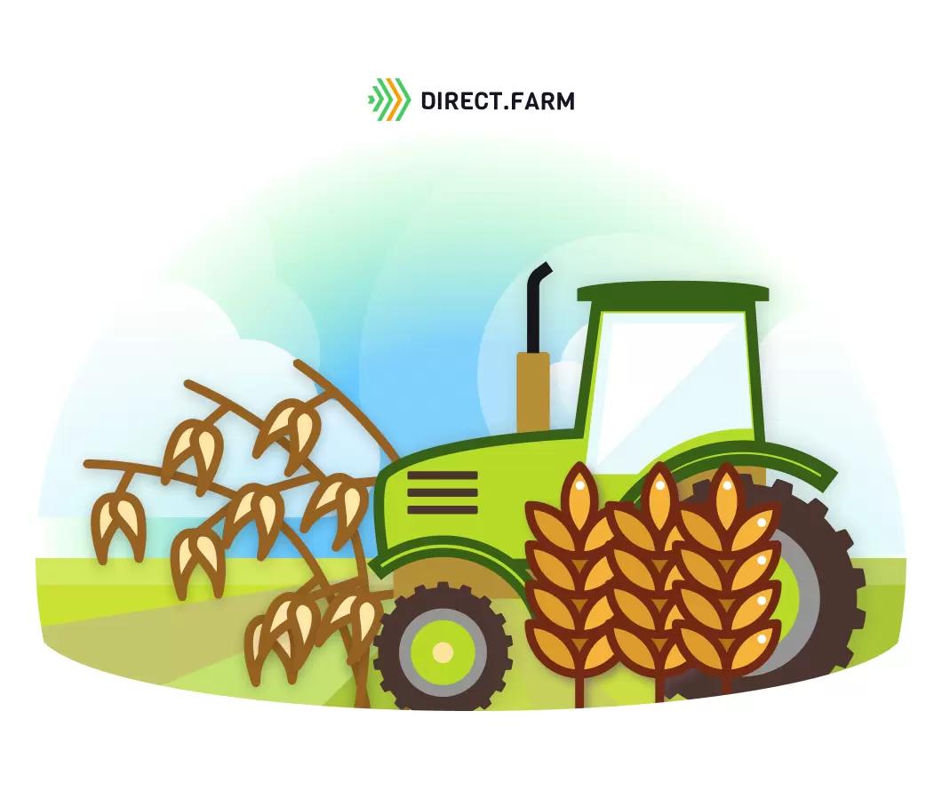 Когда лучше посеять зерносмесь? 