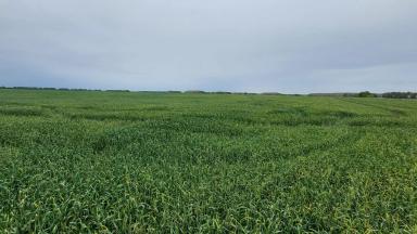 Причина пожелтения флаг.листа 