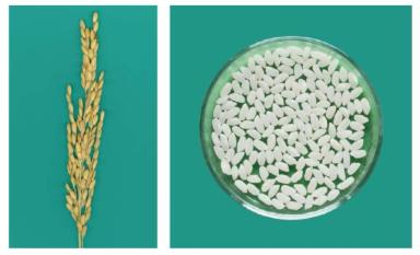 Виктория сорт риса