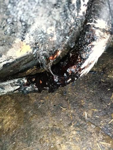 Вопросы из чатов: у коровы понос с кровью, что предпринять?