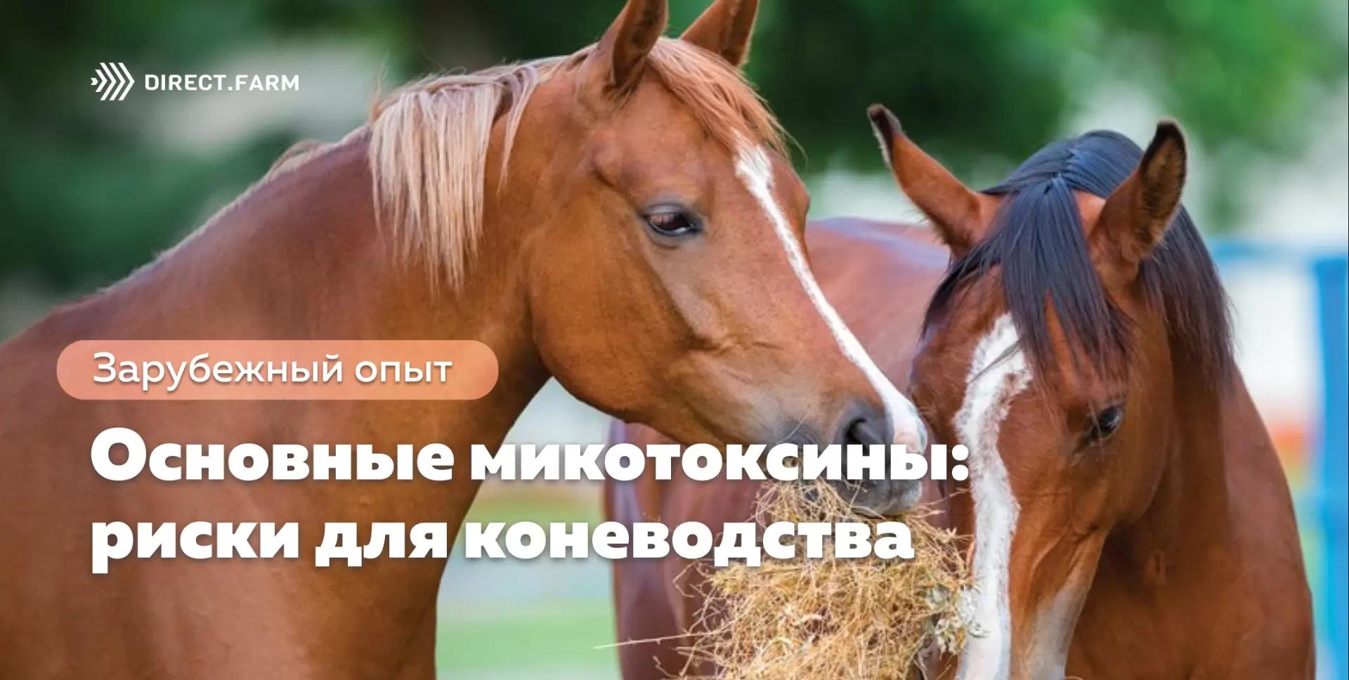Основные микотоксины: риски для коневодства