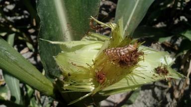 Агромониторинг 