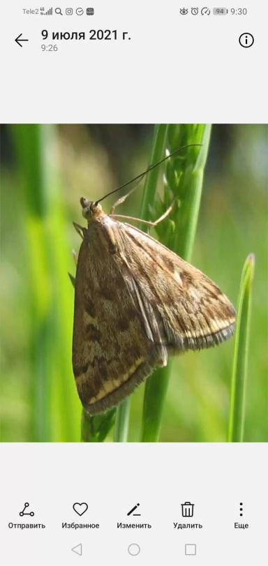 Что За Вредитель? 