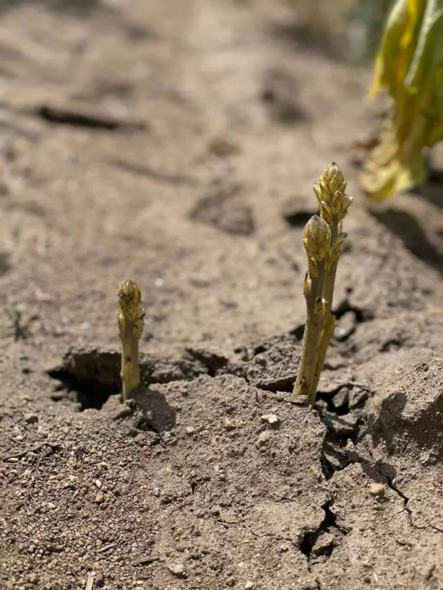 ТАК ЛИ ВРЕДНА ЗАРАЗИХА НА САМОМ ДЕЛЕ?