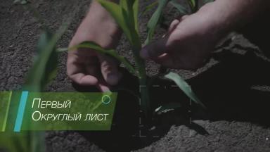 Защита кукурузы