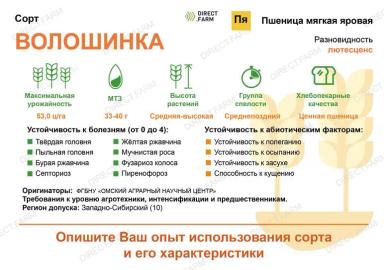 Волошинка
