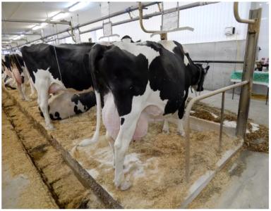 Способы приучения коров опорожняться вне лежака