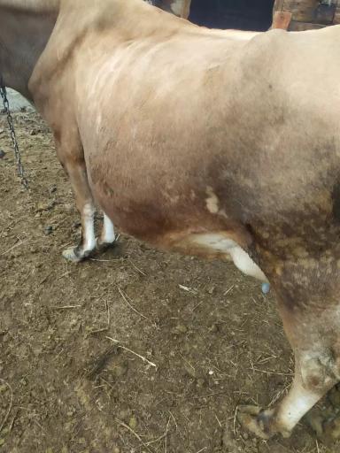 Вопросы из чатов: почему у коровы вздулся рубец и брюшная полость?