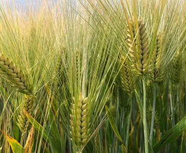 Озимый ячмень Охотник