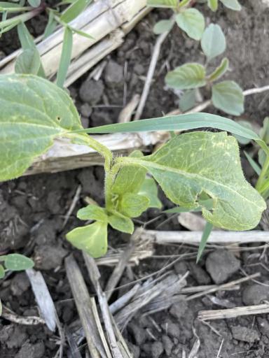 Точка роста