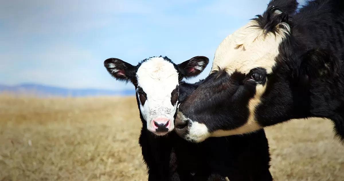 Приглашаем на круглый стол по благополучию сельхозживотных на ММВК-2026