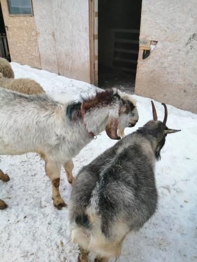 Продажа животных с фермы