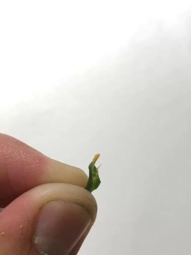 Вопросы из чатов: что за вредитель?