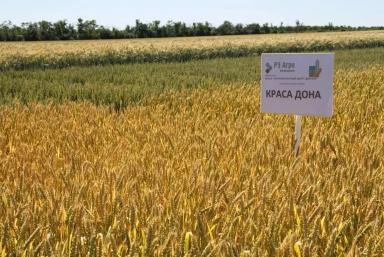 Краса Дона сорт мягкой яровой пшеницы
