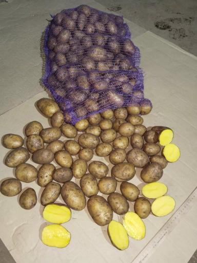 Картофель свежий РБ от производителя