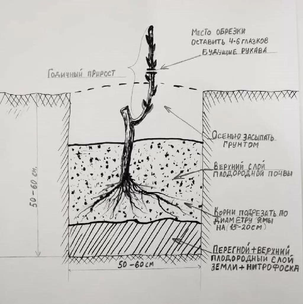 Посадка винограда осенью в открытый грунт. Схема посадки саженца винограда. Посадка винограда весной в открытый грунт. Виноград посадка саженцев весной. Схема посадки винограда осенью саженцами.