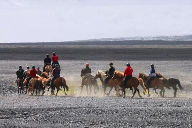 Исландская порода лошадей