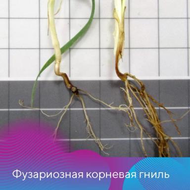 Подготовка семян к яровому севу