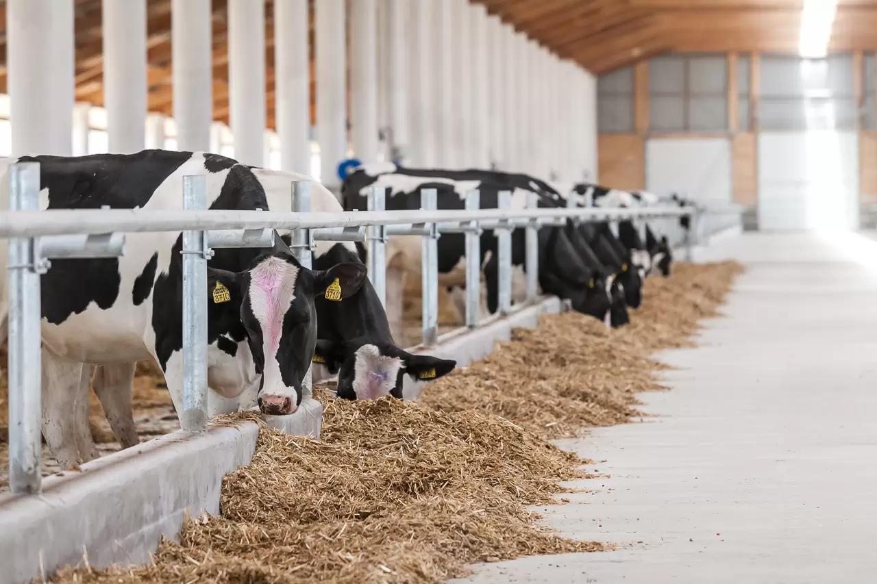 Почти 8 млрд рублей выделено на молочные фермы, селекционные центры и хранилища