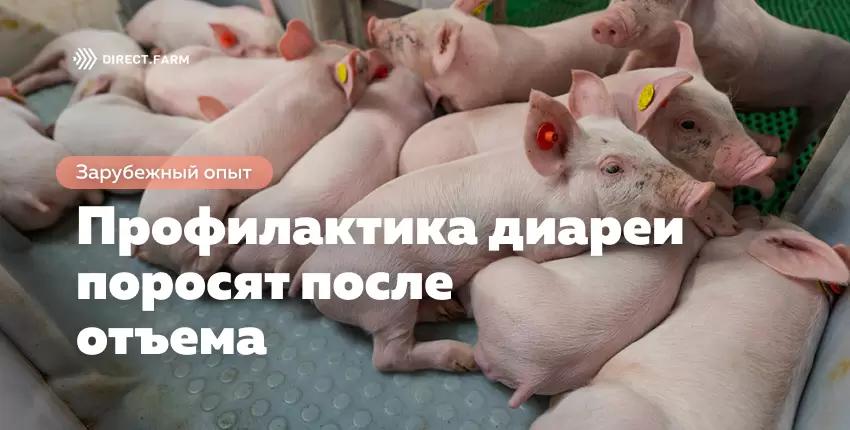 Профилактика диареи поросят после отъема с помощью кормления