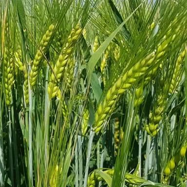 Эксплоер (EXPLORER)