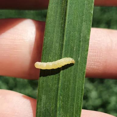 Внимание! Злаковая листовертка