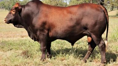 Бельмонт Ред – порода коров