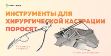 Способы хирургической кастрации хрячков