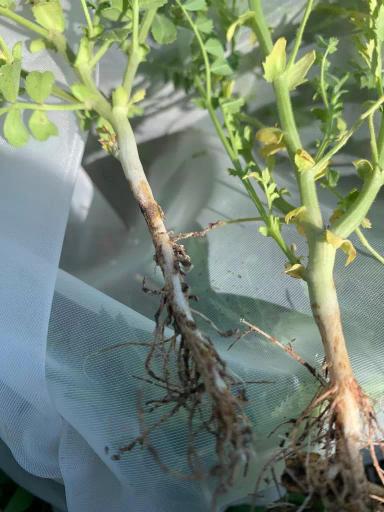 Вопросы из чатов: чем болеет нут?