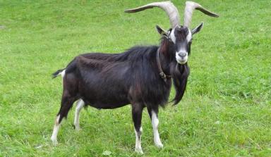 Граубюнденская лучистая