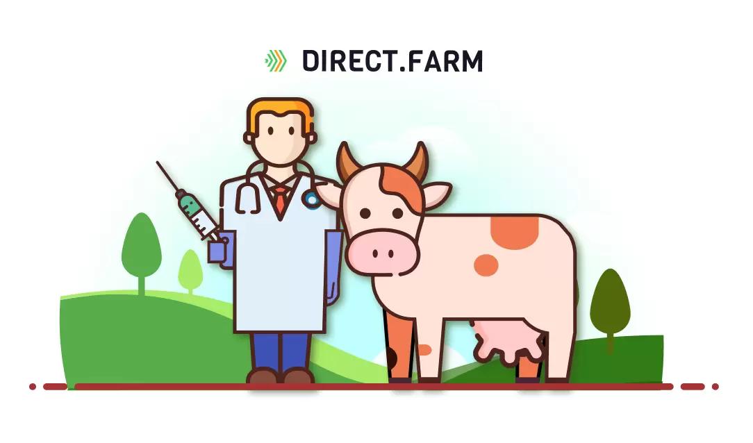 Во сколько месяцев осеменять телок?