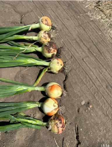 Фуролан как элиситор