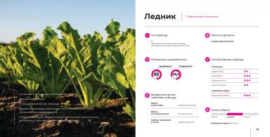 Ледник гибрид сахарной свеклы