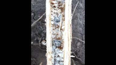 Склеротиниоз (белая гниль) подсолнечника