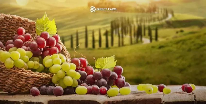 Расцвет виноградарства на Кубани