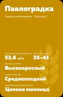 Павлоградка ® сорт мягкой яровой пшеницы