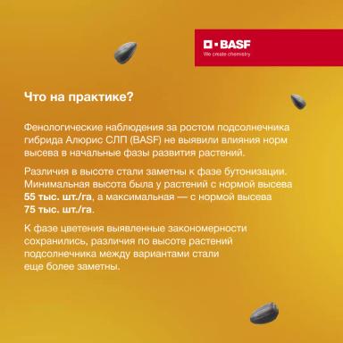 Рост и развитие подсолнечника в зависимости от норм высева